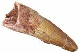 Fossil Spinosaurus Tooth - Real Dinosaur Tooth #239254-1